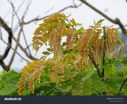 Image result for Brachystegia