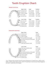 Dental Charting Google Search Teeth Eruption Chart