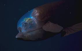 Biscuitsarenice Here In The Pacific 200 Metres Down We Enter An Alien World This Is Barreleye A Fish With A Transparent Weird Fish Bright Shadow Fish Pet