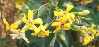 Image result for Hymenosporum flavum