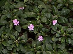 Image result for Impatiens zombensis
