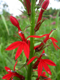 Browse through gardens4you massive range of garden supplies, from trees and shrubs to annuals and perennials, house plants to fruit & veggie seeds to. Red Cardinal Flower For Sale Buy Lobelia Cardinalis Online