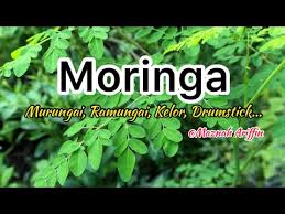Khasiat pokok moringa tuan hisham hashim. Pokok Moringa Pokok Murungai Ramungai Kelor Youtube