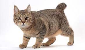 Pixie Bob Cats The Complete Guide Live Long And Pawspurr