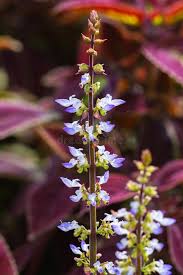 Image result for Coleus thyrsoideus