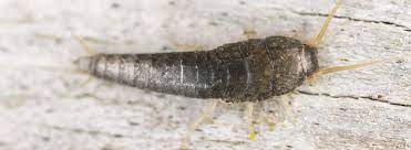 We advise that you make the fish tank as similar as possible to natural habitats and avoid plastic when possible. Silverfish Control Rentokil