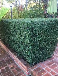 Image result for Myrsine