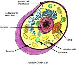 A Simple Introduction To Tissue Identification In Preparation For The Usmle In 2020 Science Cells Teaching Biology Cell Biology