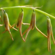 Image result for Dipcadi brevifolium