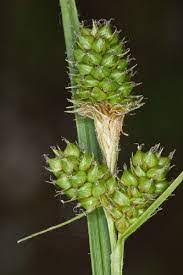 Image result for Carex sp.no.1