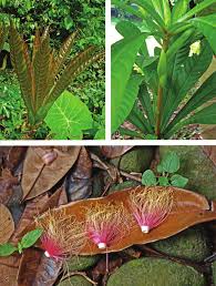 Image result for Barringtonia asiatica