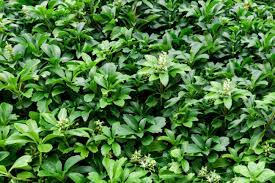 We did not find results for: Japanese Pachysandra Useful Spurge Ground Cover