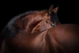 Wobbler Syndrome And The Thoroughbred Trainer Magazine European Trainer Article Index