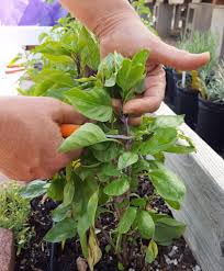 Basil absolutely loves aggressive pr. How To Grow And Enjoy Basil Throughout The Summer Sage Creations Organic Farm