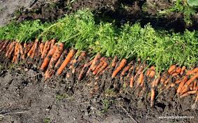 Cut the seedlings at soil level to thin root vegetables. Know How To Thin Carrots The Ultimate Guide On Thinning Carrots