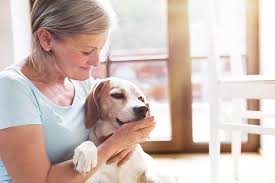 Typically, funding is disbursed to applicants within three to four weeks of approval. What To Do When You Can T Afford Healthcare For Your Dog