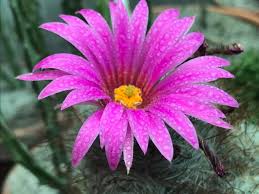 To propagate a new moon cactus, follow the grafting procedure mentioned in the previous care section. Cacti Succulents Identification