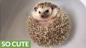 floating hedgehog really enjoys bath