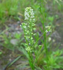Pepper Grass Lepidium Virginicum Grass Herbarium Herbs