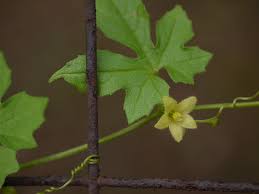 Image result for Diplocyclos