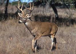 1/2 hour before sunrise to 1/2 hour after sunset. Hunters Harvest 76 579 Deer Over Seven Day Firearm Season Granite City News Advantagenews Com