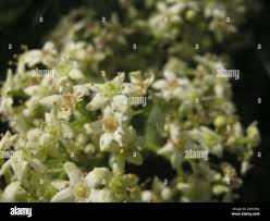 Image result for Gymnosporia buxifolia