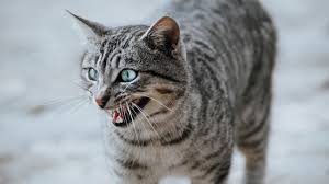 Cats giving birth to dogs in brazil and china have been reported in recent years. How Can I Tell If My Pet Has Had A Stroke