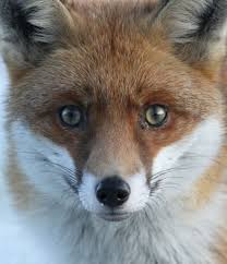 Fox Face An Unforgettable Close Encounter With A Wild Fox In The Snow Looking Into A Fox S Eyes Is Amazing Fox Face Fox Eyes Fox