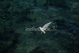 After two and a half scoreless innings, the flying chanclas were the first to score in game two. Single Seagull Flying In Sky In View Backgrounds Textures Indivstock