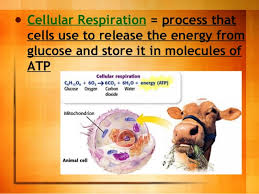 Animal cell 9th grade biology. Cellular Respiration Introduction General For 9th Grade Biology