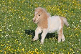 Check spelling or type a new query. Ponies And Mini Horses 10 Adorable Photos To Brighten Your Day
