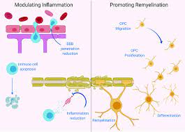 When multiple sclerosis causes skin symptoms damage to the brain and spinal cord can cause a variety of abnormal sensations in the skin. A Treatment Approach For Multiple Sclerosis That Encompasses Both Download Scientific Diagram