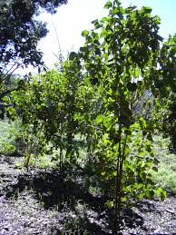Image result for Mildbraedia carpinifolia