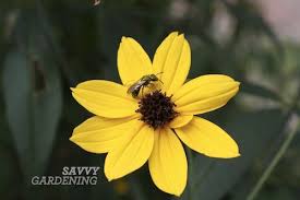 Check spelling or type a new query. Attracting More Bees And Pollinators 6 Ways To Help Our Native Insects