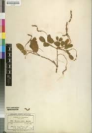 Image result for Maerua angolensis