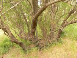 You can stop in anytime, no appointment needed. Tamarix Nilotica Wikipedia