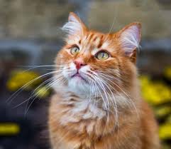 While others, such as bella, boots, and callie, are classic. The Most Popular Cat Names Of 2019 Released Cole Marmalade