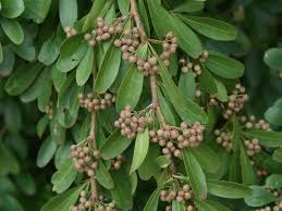 Image result for Gymnosporia glaucophylla