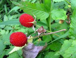 Image result for Rubus rosifolius