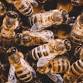 Beekeeping 103