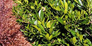 It will do best with a. Cherry Laurel Otto Luyken