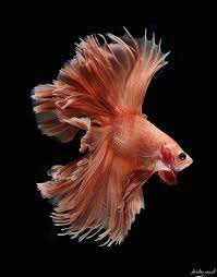 صور مذهلة للسمك السيامى المقاتل صفحة 2 Beautiful Fish Siamese Fighting Fish Aquarium Fish