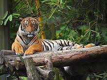 Fauna asiatis tersebar di wilayah sebelah barat indonesia yang meliputi kepulauan sumatera, asiatis. Wildlife Of Malaysia Wikipedia