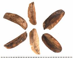 Image result for Kirkia