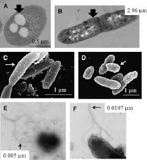 Image result for Pseudoeriosema borianii