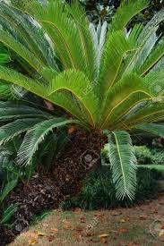 Image result for Cycadaceae