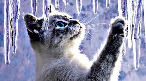 Purple poze de fundal aesthetic mov. Cute Black Cat Desktop Backgrounds Cuteanimals