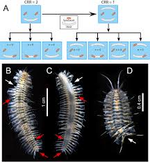 Image result for Polychaeta spp.