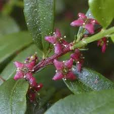 Image result for Celastraceae