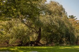 Image result for Salix babylonica